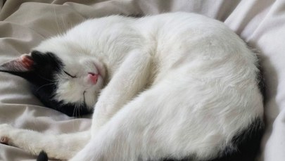 Filmowała, jak jej córka znęca się nad kotem. Jest wyrok