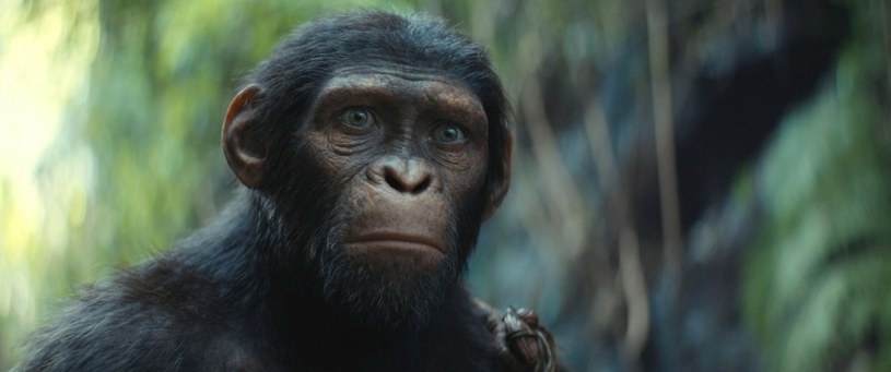 Filmowy powrót małp: ile trwa "Królestwo Planety Małp"? Sprawdź!