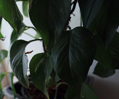 Filodendron: Szybko rośnie, pięknie się pnie, mało wymaga