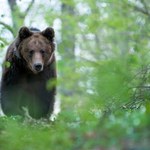 Finał obławy na niedźwiedzia. Słowacka Ochrona Przyrody ogłasza