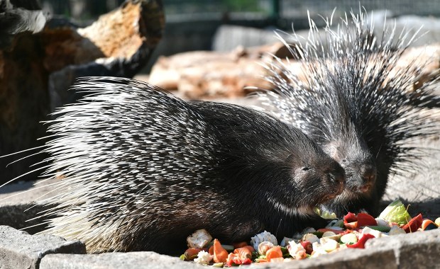 Finał poszukiwań jeżozwierzy na gigancie. Co pomogło im przetrwać?