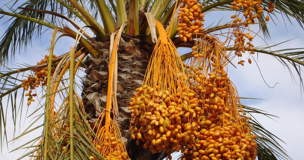 Фінікова пальма - це дерево, яке людство культивує впродовж тисяч років /pixabay.com