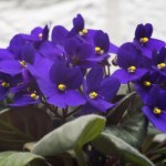 Fiołek nie chce kwitnąć? Wystarczy mała zmiana, by obsypał się pąkami