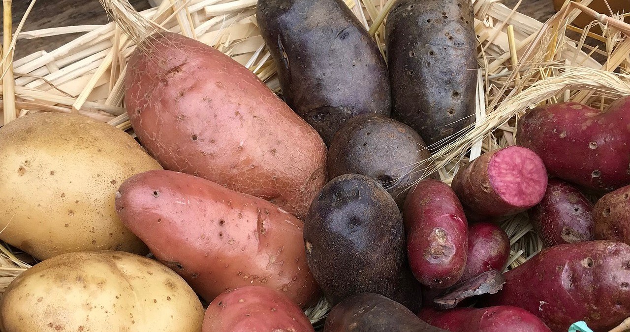Фіолетова картопля має нижчий глікемічний індекс порівняно з деякими світлими сортами /pixabay.com