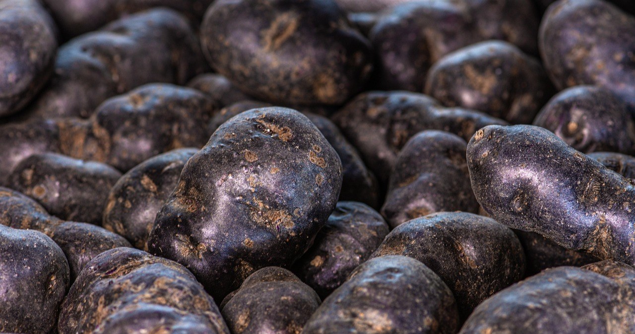 Фіолетова картопля - скарбниця антиоксидантів /pixabay.com