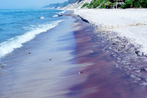 "Fioletowa plaża" między Ustką a Orzechowem /Foto: Marek Bazak/ Zofia Bazak /East News