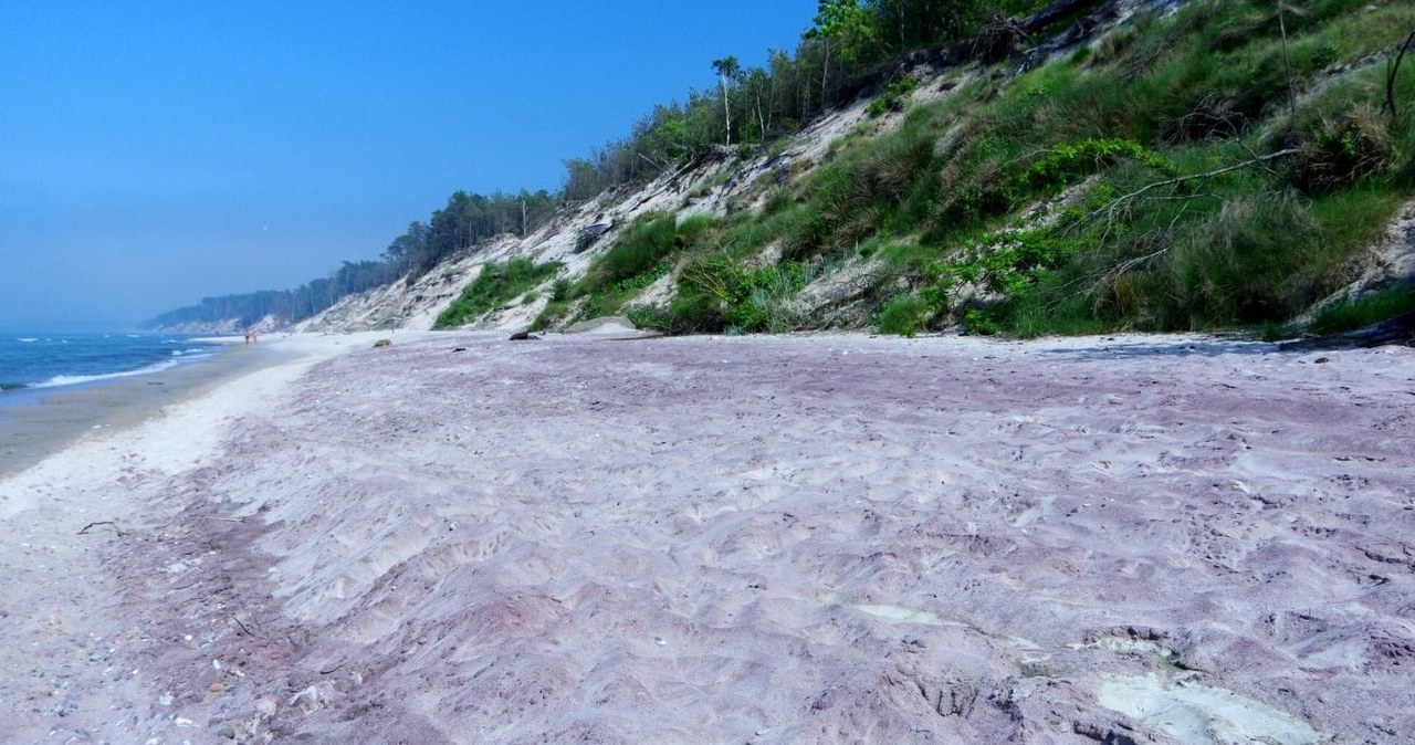 Fioletowe plaże nad Bałtykiem powstają w wyniku naturalnych procesów /ZOFIA BAZAK /East News