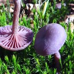 Fioletowy grzyb niesłusznie pomijany przez grzybiarzy. Do czego można go wykorzystać?