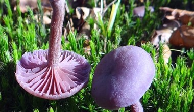 Fioletowy grzyb niesłusznie pomijany przez grzybiarzy. Do czego można go wykorzystać?