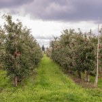 Fiskus prześwietli rolników. Zapłacą VAT za popularne samozbiory?