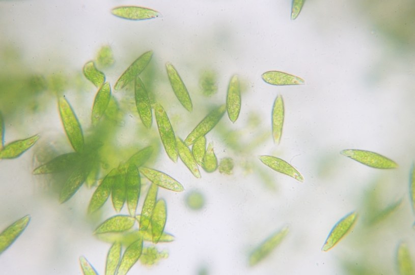 FItoplankton może wpływać na klimat na Ziemi poprzez uwalnianie aerozoli /123RF/PICSEL