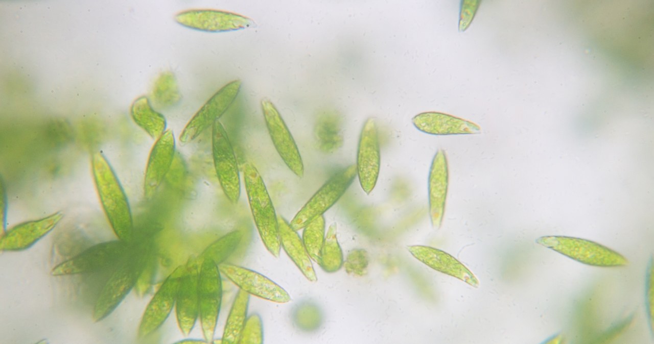 FItoplankton może wpływać na klimat na Ziemi poprzez uwalnianie aerozoli /123RF/PICSEL