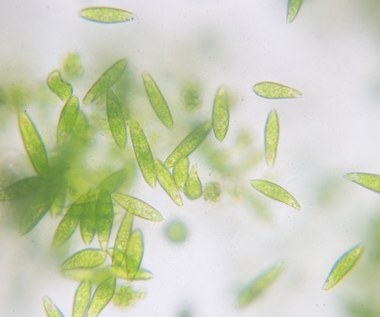 Fitoplankton może zmieniać klimat Ziemi