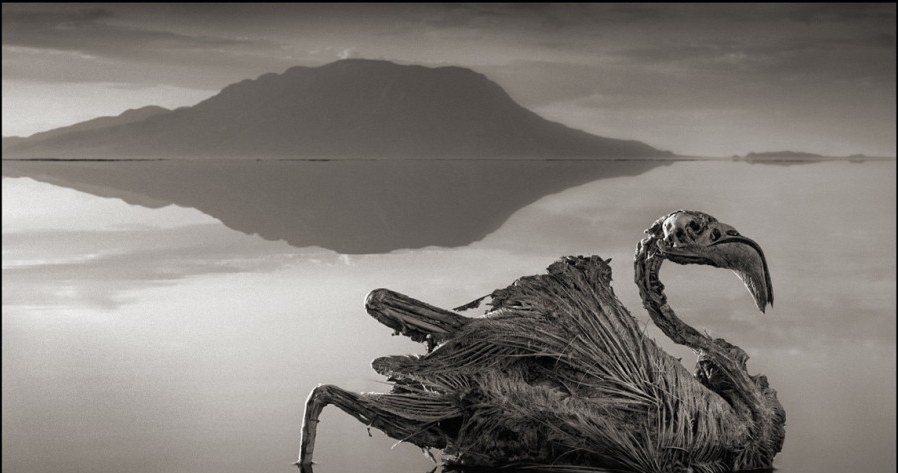 Flaming wyrzucony przez jezioro na brzeg, "ożywiony" na fotografii Brandta /Nick Brandt /materiały prasowe
