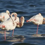 Flamingi stosują makijaż. Cel? Podobać się innym