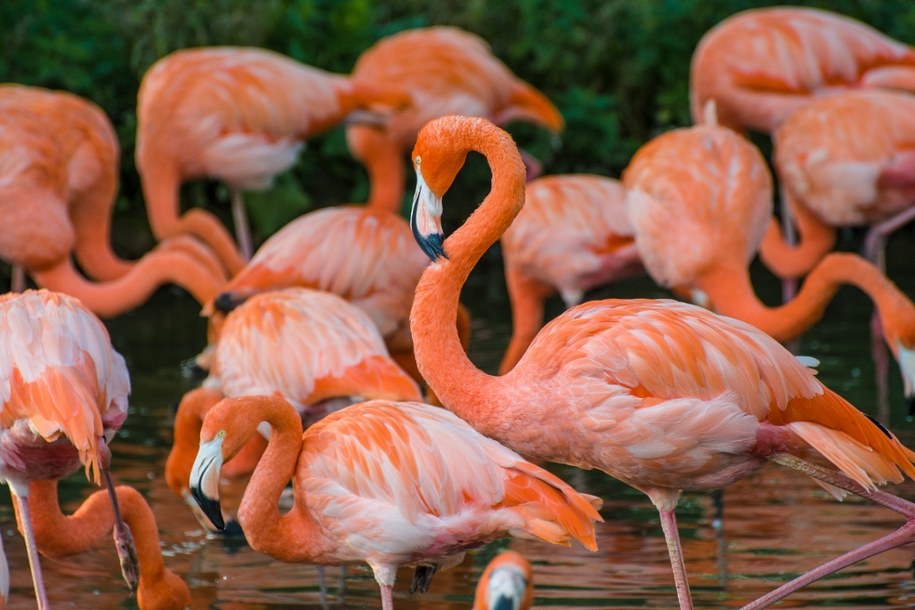 Flamingi zagrożeniem na plantacjach ryżu we Włoszech /Shutterstock