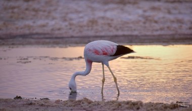Flamingi zagrożone wydobyciem litu. Obszary ulegną nieodwracalnej przemianie