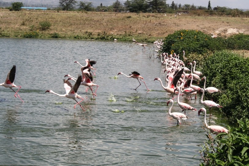 Flamingi żerują w stawie oczyszczonych ścieków w mieście Nakuru /Getty Images