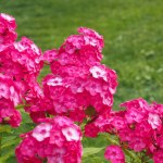 Floksy przekwitają już w środku lata? Ten prosty zabieg im pomoże