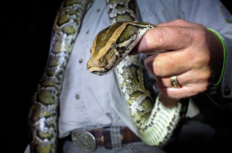 Taylor Stanberry zwycięża w Florida Python Challenge, łapiąc 60 pytonów ...