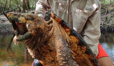 Floryda: Gigantyczne żółwie wyłowione z wody