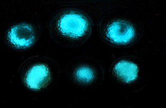 Fluorescencyjny blask zatopionych w granulkach bakterii /Hebrew University /materiały prasowe