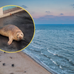 Focza pacjentka w Stacji Morskiej w Helu. Jej stan jest poważny