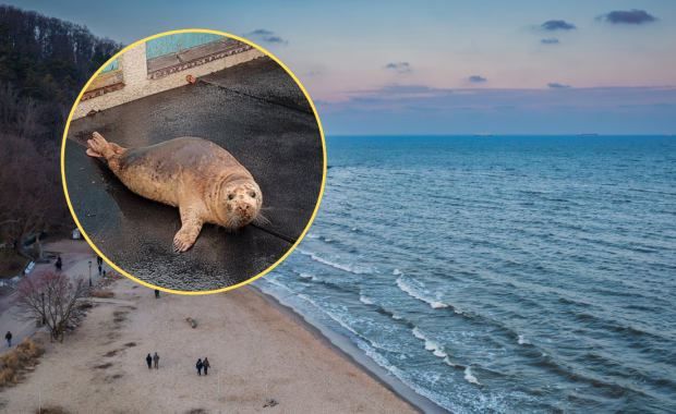 Focza pacjentka w Stacji Morskiej w Helu. Jej stan jest poważny