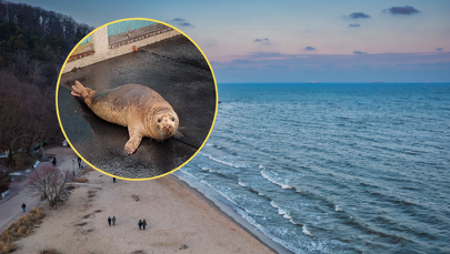 Focza pacjentka w Stacji Morskiej w Helu. Jej stan jest poważny