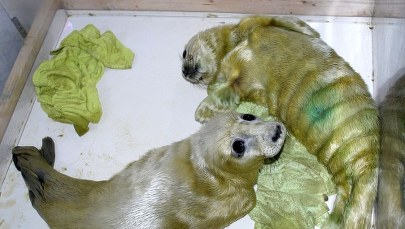 Foczy żłobek w Holandii, zwierzęta wyrzucił na brzeg sztorm