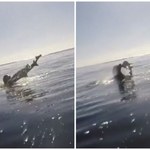 Foka chwyciła rekina w paszczę i uderzała nim o wodę. Niezwykłe nagranie z Kalifornii 