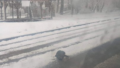 Foka spacerowała ulicami Władysławowa