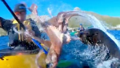 Foka spoliczkowała kajakarza… macką ośmiornicy