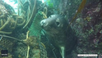 Foka zaplątała się w sieć rybacką. Udało jej się oswobodzić