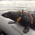 Foki na poligonie. Rosjanie szkolą morskie ssaki na przyszłych żołnierzy