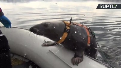 Foki na poligonie. Rosjanie szkolą morskie ssaki na przyszłych żołnierzy