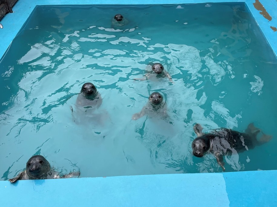 Foki w Stacji Morskiej Instytutu Oceanografii Uniwersytetu Gdańskiego w Helu /Kuba Kaługa /RMF FM