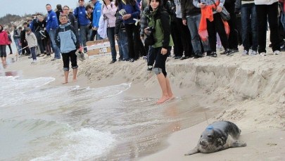 Foki z Gdańska zostały wypuszczone na wolność