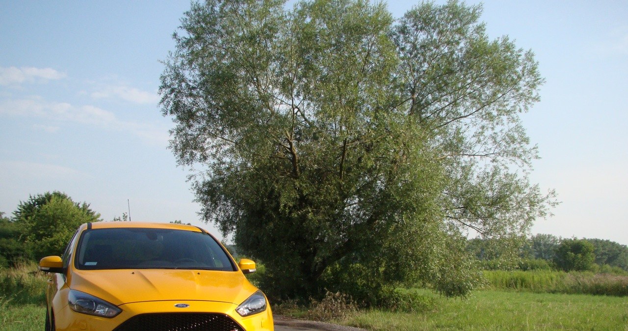 Ford Focus ST /INTERIA.PL