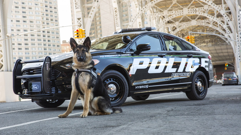 Ford Police Responder Hybrid Sedan /Informacja prasowa