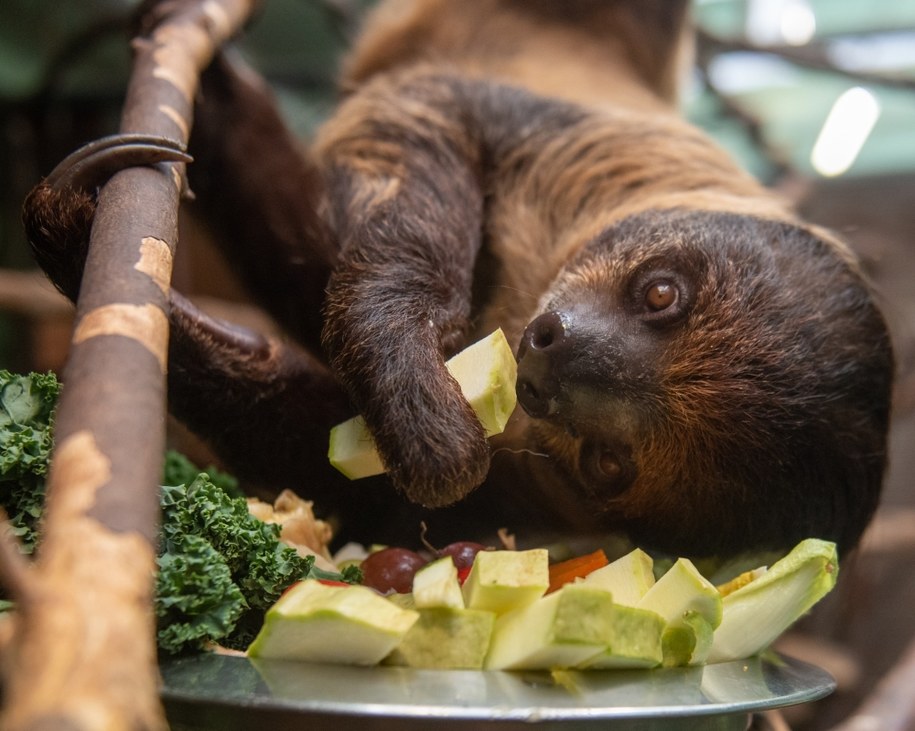 Fot. FB/Orientarium ZOO Łódź /