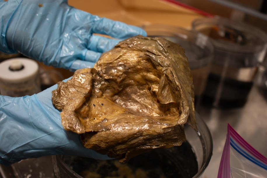 fot. fisheries.noaa.gov /