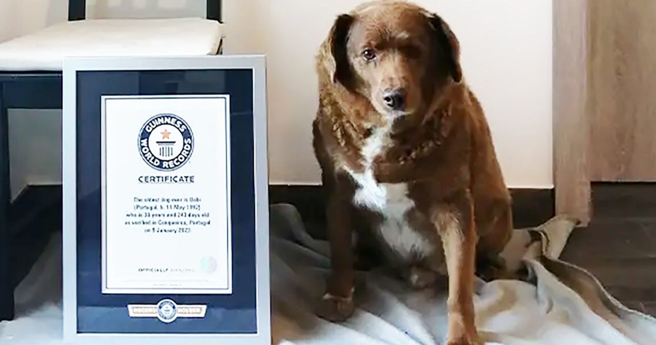 fot. Guinness World Records/ Bobi to najstarszy pies na świecie /materiał zewnętrzny