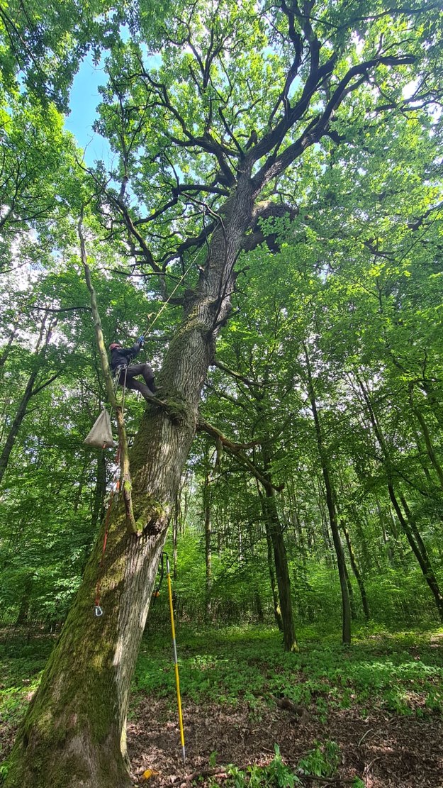 Fot. Ireneusz Niemiec/Regionalna Dyrekcja Lasów Państwowych w Poznaniu /