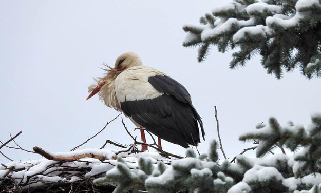 Fot. Jerzy Myrna /Karkonoski Park Narodowy /Facebook