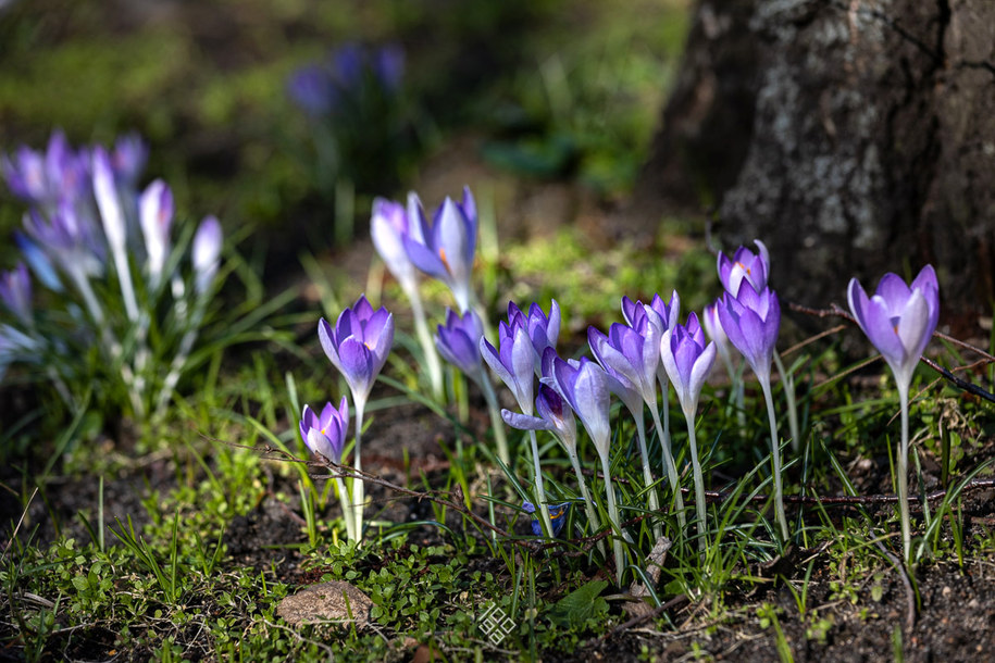 fot. Joanna Stoga /Ogród Botaniczny Uniwersytetu Wrocławskiego /Facebook