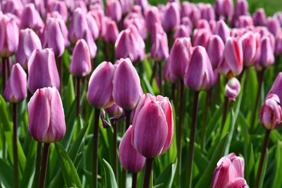 Fot. K. Kolasińska /Ogród Botaniczny w Łodzi /Facebook