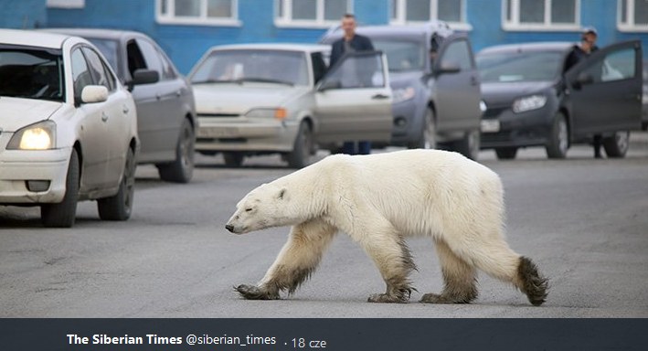 Fot. niedźwiedzia /Twitter