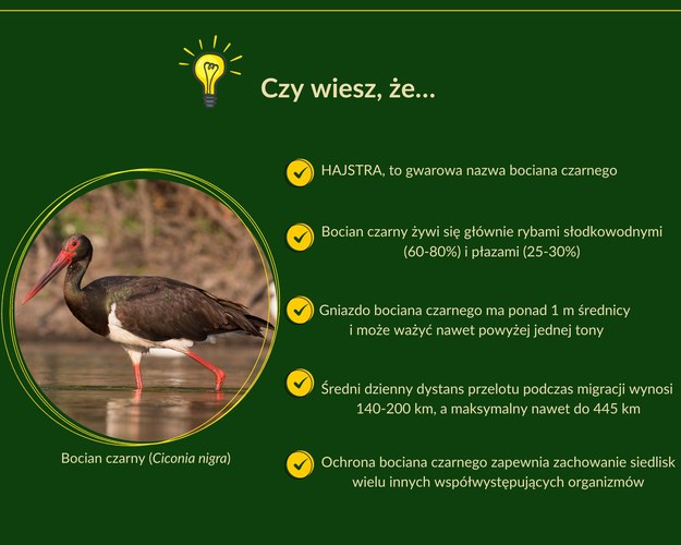Fot. Regionalna Dyrekcja Lasów Państwowych w Poznaniu