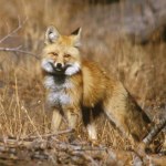 oregon Fotograf nie mógł uwierzyć. Kamera uchwyciła jednego z najrzadszych lisów